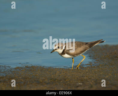 Flussregenpfeifer [Charadrius Dubius], Flussregenpfeifer, Deutschland Stockfoto