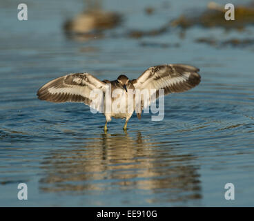 (gemeinsame) Grünschenkel [Tringa Nebularia] Grünschenkel (Tringa Nebularia) Stockfoto