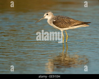 (gemeinsame) Grünschenkel [Tringa Nebularia], Gruenschenkel Stockfoto