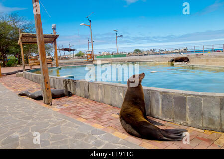 Seelöwen in San Cristobal-Galapagos-Inseln Stockfoto