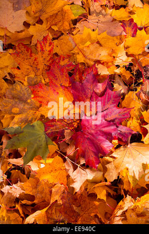 Bunte und helle Hintergrund gemacht von gefallenen Herbst Blätter Stockfoto
