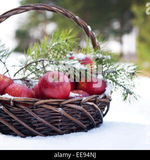 Korb mit roten Äpfeln dekoriert Tanne Zweig, tief verschneiten im Winterwald Natur Stockfoto