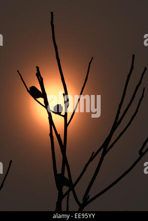 Peking, China. 15. Januar 2015. Drei Vögel ruhen auf Äste sind gegen eine Smog-aufstützt Sonne in Peking, Hauptstadt von China, 15. Januar 2015 Silhouette. Bildnachweis: Chen Yehua/Xinhua/Alamy Live-Nachrichten Stockfoto