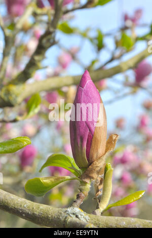 Nahaufnahme von einer Blütenknospe Magnolia auf einem Ast Stockfoto