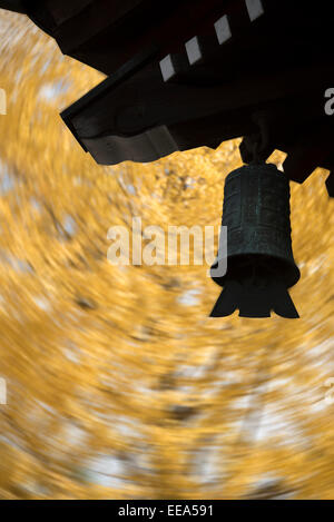 Herbstliche japanische Ginkgo, Blätter, Japan. Stockfoto