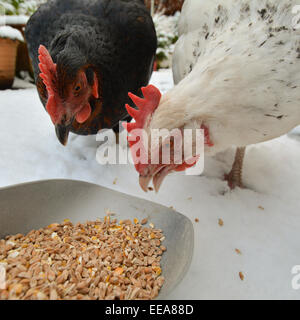 zwei inländische Hühner essen Getreide im Schnee - Nahaufnahme Stockfoto