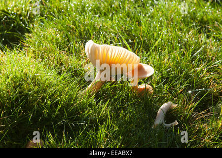 Golden Waxcap (Hygrocybe Chlorophana) Pilze wachsen auf einer Wiese eines Hotels in Devon, England, UK. Stockfoto