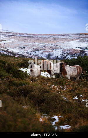 Dartmoor-Ponys vom Wind stehen hinter dem Ginster Busch bergende Stockfoto