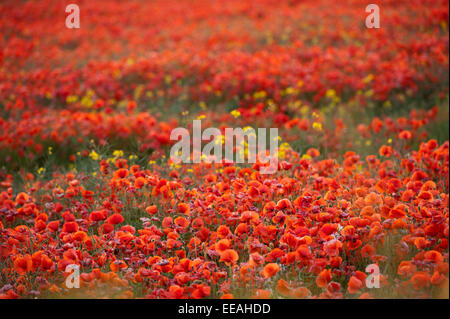 Gemeinsamen Mohn, Papaver Rhoeas, für eine Ackerfläche. North Yorkshire, UK. Stockfoto