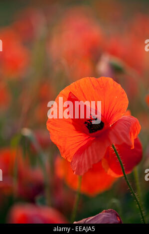 Gemeinsamen Mohn, Papaver Rhoeas, für eine Ackerfläche. North Yorkshire, UK. Stockfoto