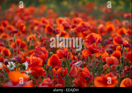 Gemeinsamen Mohn, Papaver Rhoeas, für eine Ackerfläche. North Yorkshire, UK. Stockfoto