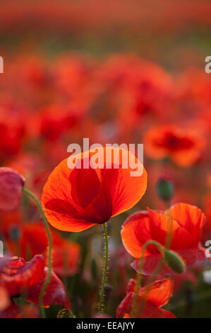 Gemeinsamen Mohn, Papaver Rhoeas, für eine Ackerfläche. North Yorkshire, UK. Stockfoto