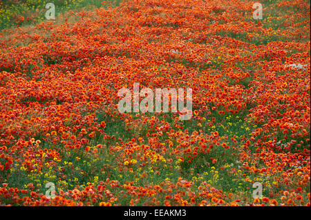 Gemeinsamen Mohn, Papaver Rhoeas, für eine Ackerfläche. North Yorkshire, UK. Stockfoto