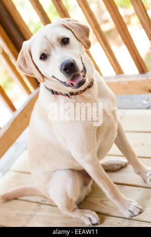 1 Jahr alt männliche gelbe Labrador sitzen an deck Stockfoto