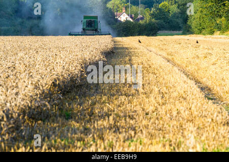 Weizenfeld bei der Ernte mit Mähdrescher aus der Ferne, Burton Joyce, Nottinghamshire, England, Großbritannien Stockfoto