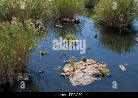 Mine unterstützte Umweltprogramm zur Entfernung von invasivem Unkraut im Olifants River. Die lokale Gemeinde und der Bergbau profitieren von mehr sauberem Wasser. Stockfoto