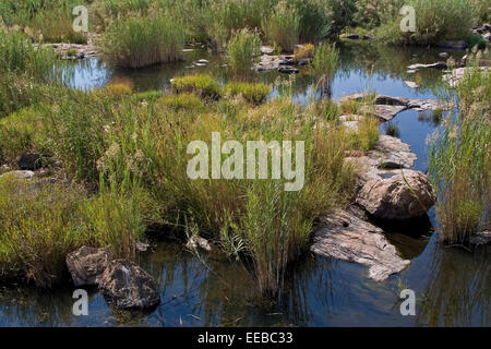 Mine unterstützte Umweltprogramm zur Entfernung von invasivem Unkraut im Olifants River. Die lokale Gemeinde und der Bergbau profitieren von mehr sauberem Wasser. Stockfoto