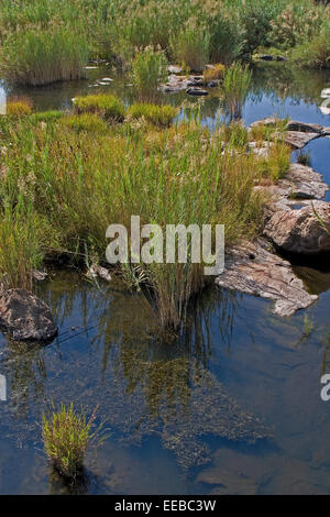 Mine unterstützte Umweltprogramm zur Entfernung von invasivem Unkraut im Olifants River. Die lokale Gemeinde und der Bergbau profitieren von mehr sauberem Wasser. Stockfoto