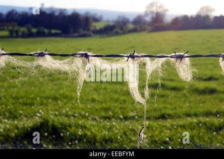 Schafwolle im Frühling auf Stacheldraht gefangen. Stockfoto