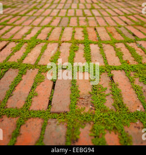 Grüne Ranken sprießen und wachsen zwischen den Rissen um individuelle Pflasterklinker. Stockfoto
