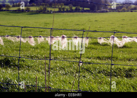 Schafwolle im Frühling auf Stacheldraht gefangen. Stockfoto