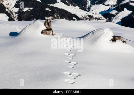 Spuren von einem Schneehasen (Lepus Timidus) im Schnee in den österreichischen Alpen. Österreich Europa. Stockfoto