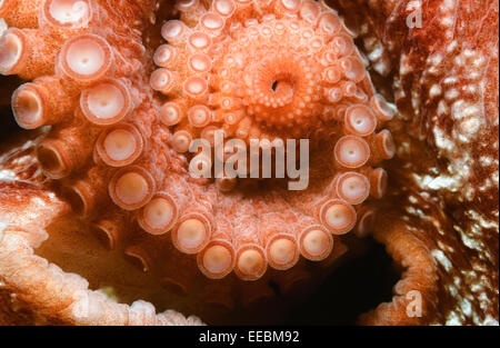 Detail der Tentakeln, riesige pazifische Krake, Enteroctopus Dofleini, Port Hardy, Britisch-Kolumbien, Pazifik Stockfoto