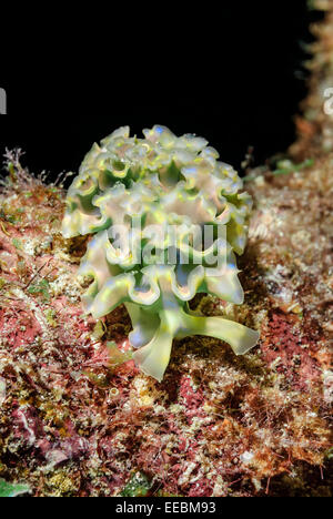 Salat-Meeresschnecke, Elysia Crispata, Bonaire, Karibik Niederlande, Karibik Stockfoto