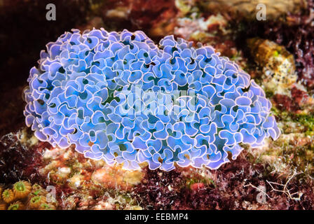 Salat-Meeresschnecke, Elysia Crispata, Bonaire, Karibik Niederlande, Karibik Stockfoto