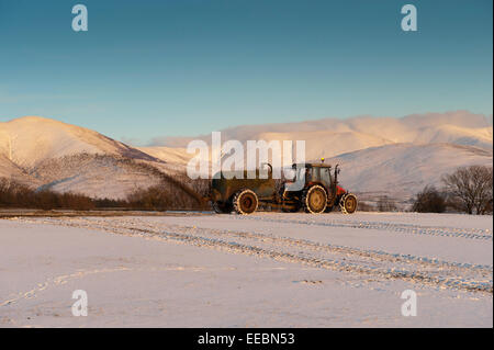 Farmer, die Verbreitung von Gülle auf Schnee bedeckt Feld. Cumbria. Stockfoto