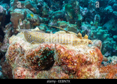 Peacock Flunder, Bothus Lunatus, Bonaire, Karibik Niederlande, Karibik Stockfoto