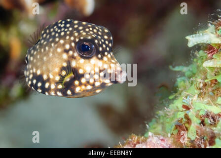 Juvenile glatt Trunkfish, Lactophrys Triqueter, Bonaire, Karibik Niederlande, Karibik Stockfoto