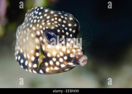 Juvenile glatt Trunkfish, Lactophrys Triqueter, Bonaire, Karibik Niederlande, Karibik Stockfoto