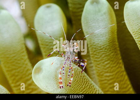 Gefleckte Putzergarnelen, Periclimenes Yucatanicus, Bonaire, Karibik Niederlande, Karibik Stockfoto