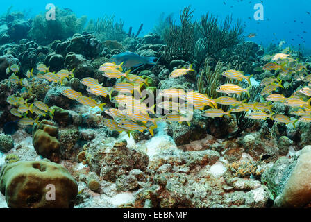 Smallmouth Grunzen, Haemulon Chrysargyreum, Bonaire, Karibik Niederlande, Karibik Stockfoto