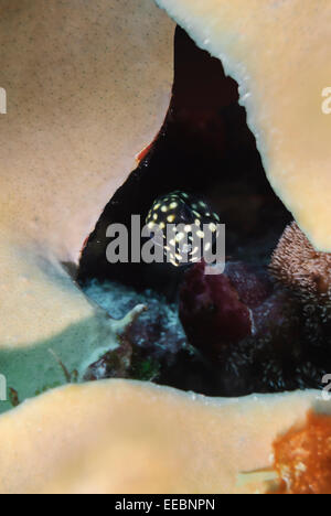 Post-Larven Jugendkriminalität, glatte Trunkfish, Lactophrys Triqueter, Bonaire, Karibik Niederlande, Karibik Stockfoto