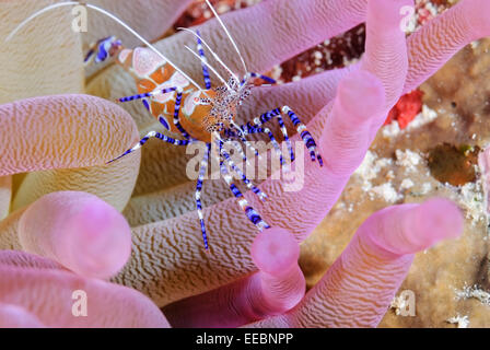 Gefleckte Putzergarnelen, Periclimenes Yucatanicus, Bonaire, Karibik Niederlande, Karibik Stockfoto