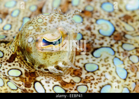 Peacock Flunder Auge, Bothus Lunatus, Bonaire, Karibik Niederlande, Karibik Stockfoto