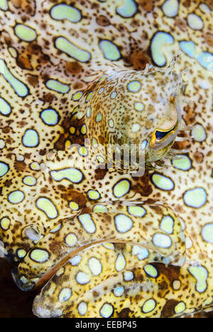 Peacock Flunder Kopf, Bothus Lunatus, Bonaire, Karibik Niederlande, Karibik Stockfoto