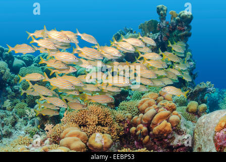 Smallmouth Grunzen, Haemulon Chrysargyreum, Bonaire, Karibik Niederlande, Karibik Stockfoto