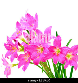 Tropischen Boden rosa Blume, Zephyranthes Lily, Regen-Lilie, Fairy Lily oder kleine Hexen, isoliert auf weißem Hintergrund Stockfoto