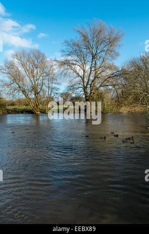 Fluß Avon gesehen vom Weg der Stadt Salisbury Wiltshire Stockfoto