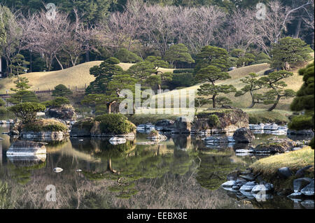 Kumamoto, Kyushu, Japan. Der Spaziergang Garten Suizen-Ji Joju-En, begonnen im Jahre 1632. Kiefern, die beschnitten werden, um eine Illusion von Skala zu geben Stockfoto