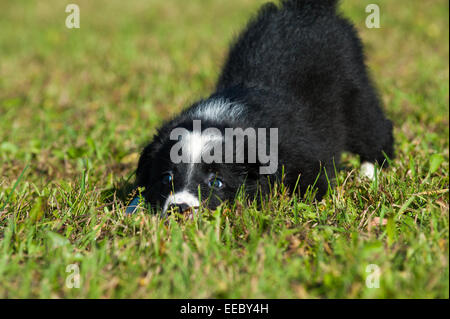 Border-Collie-Welpen in der Natur Stockfoto