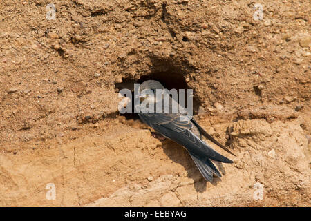 Europäische Uferschwalbe / bank Schwalbe (Riparia Riparia) juvenile am Nest Loch in Brutkolonie am Flussufer Stockfoto