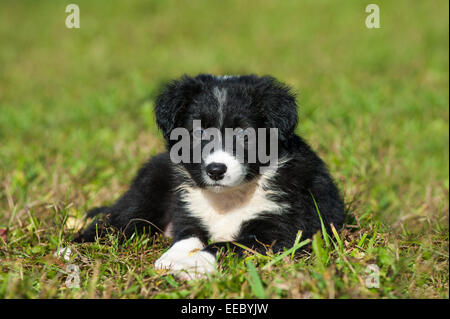 Border-Collie-Welpen in einer Wiese liegen Stockfoto