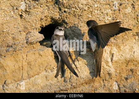 Zwei europäische Sand Martins / Bank schluckt (Riparia Riparia) am Nest Loch in Brutkolonie am Flussufer Stockfoto