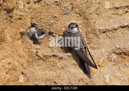 Europäische Uferschwalbe / bank Schwalbe (Riparia Riparia) am Nest Loch mit zwei Jugendliche in der Zucht Kolonie am Flussufer Stockfoto