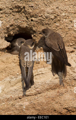 Europäische Uferschwalbe / bank Schwalbe (Riparia Riparia) am Nest Loch mit zwei Jugendliche in der Zucht Kolonie am Flussufer Stockfoto