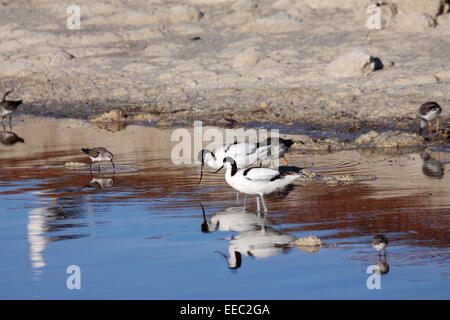 Pied Avocet Reflexion im Wasser in Salinen in Südafrika Stockfoto